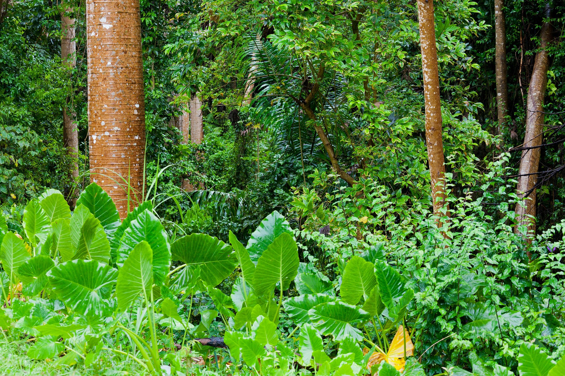 Why are rainforests important? International Pernambuco Conversation